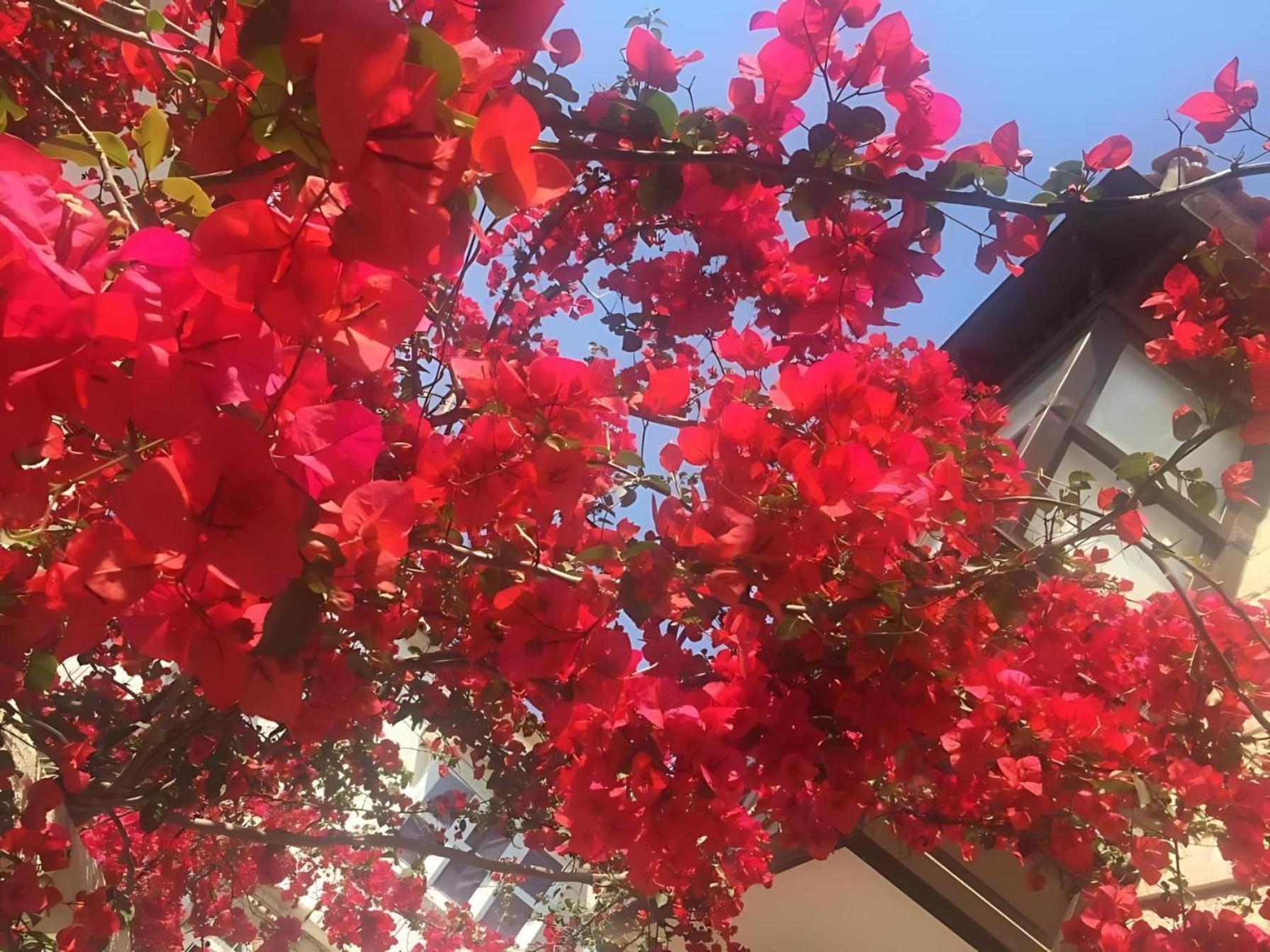 Alayaz Hotel Alacati Exterior photo